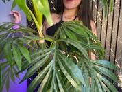 VelvetGreen