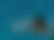 02 - Alina angel - gros seins dans la piscine.