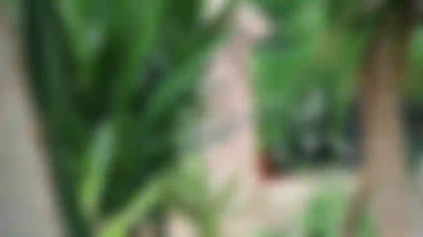 L'été après le confinement :).