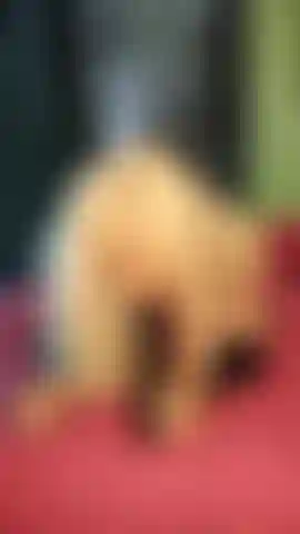 Blowjob tease with dildo