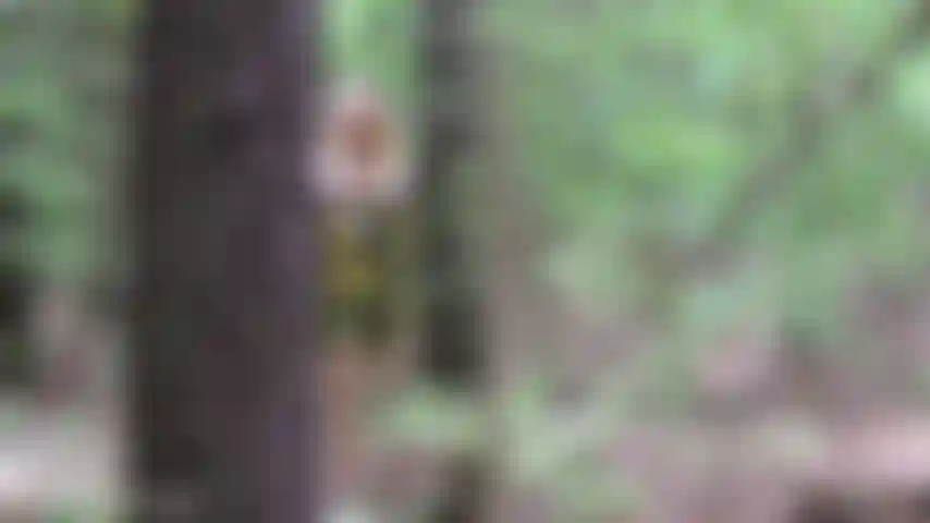 Arbre public v412 sucer et baiser creampie.