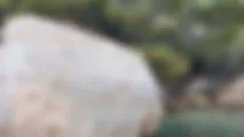 Tout semble si serré dans ce boxer blanc.