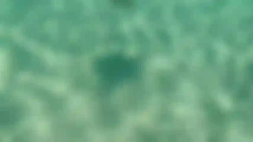 Swimming freely in clear water.