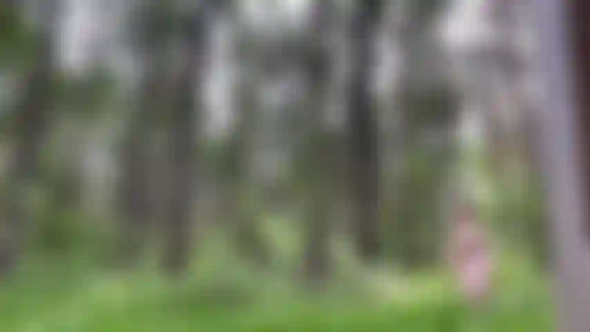 Je me déshabille dans la forêt, en espérant que personne ne m'attrape = robe d'été.
