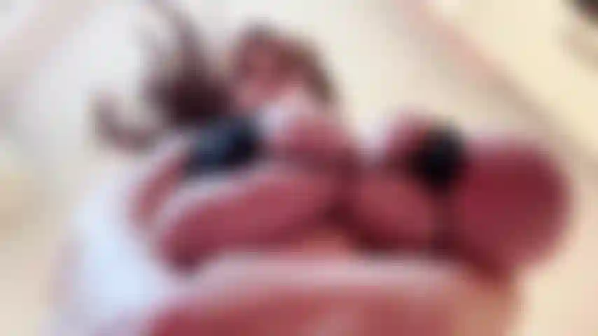 Micro bikini, seins gras, rebondissants et paroles cochonnes.