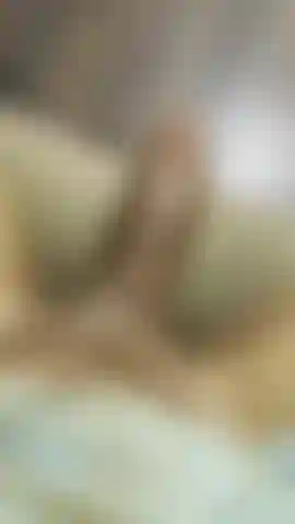 Coq noir trans verbal.