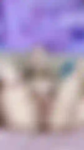 Ma chatte humide rêve de toi).