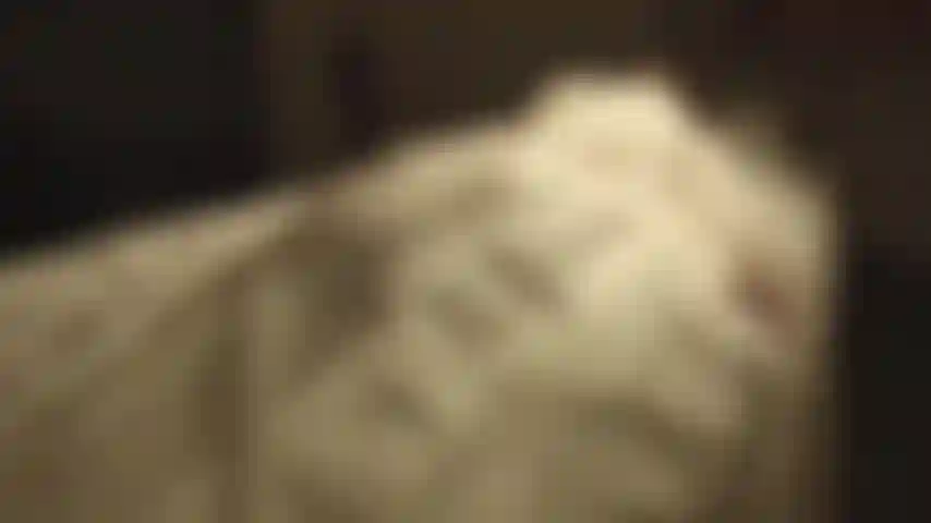 La mariée lubrique de frankenstein - cette mariée est tellement affamée de bite. Ses tétons sont durs. Elle découvre son corps et ses besoins. Elle ressent l'envie de se frotter et de prendre quelque chose de dur comme une jambe de bois pour se frotter le clitoris. Mais elle en veut plus. Elle veut baiser et nourrir sa chatte de bite.