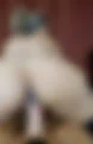 Gros cul à la caméra chevauchant une grosse bite de bo blake.