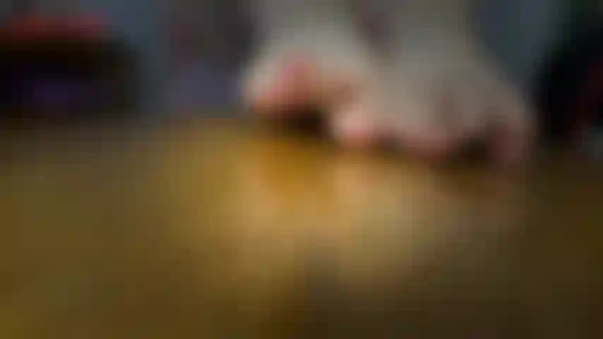 Nude bbw feet-jackie a ses orteils non polis juste devant votre visage dans ce clip. Jackie vous taquine avec ses cochons non peints, les remuant devant votre visage, les étirant et les aplatissant. Puis jackie met ses semelles ridées directement dans la caméra.