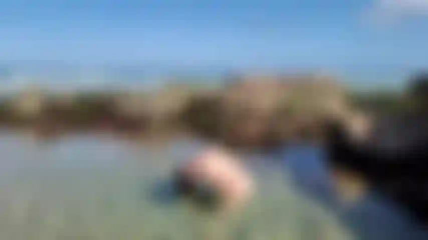 Jazzabelle rox outdoor beach nude hair flip.