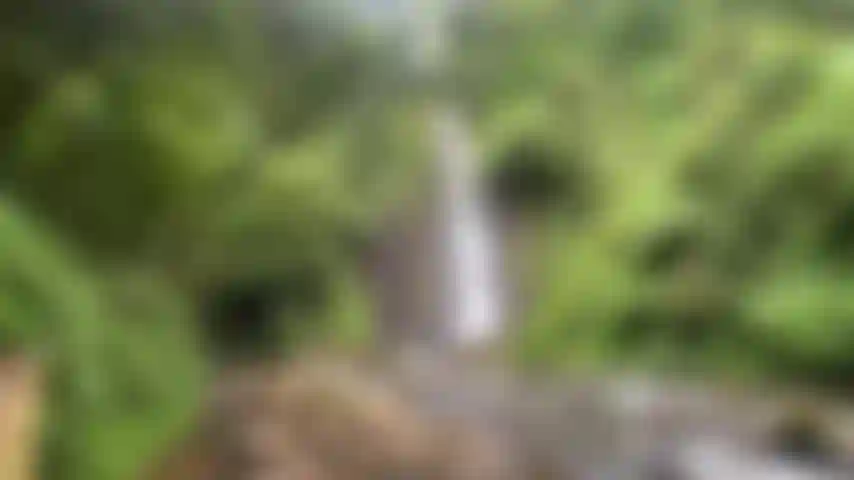 Jeu de chatte nature en cascade en plein air.