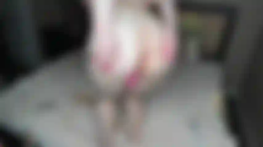 Trou du cul rose nouveau coeur rose plug anal trou du cul à la caméra et à la position de chien longs ongles roses.