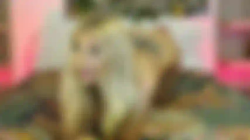 BJ o Clock  your HARD COCK my WET MOUTH 20 minutes