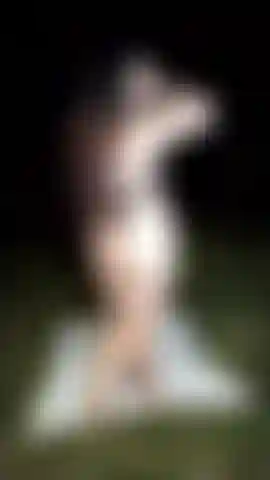 Un chien dans la forêt.