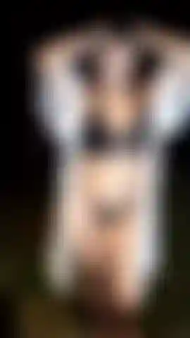 Dans la forêt je prends mes seins.