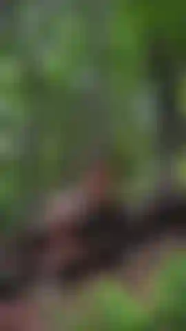 Seule dans la forêt comme une petite amazone… rien que moi, les arbres, et des mouvements de taquinerie lents sur ce grand tronc 🔥.