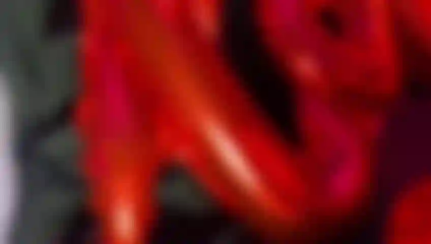 Happy Valentine's Day