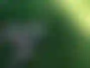 Vidéo paisible de moi en train de jouir sur un gode dans mon jardin !