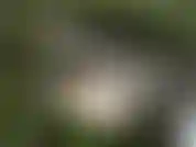 Voir ! De mes bois vidéo de masturbation ! Un jeu de cul simple dans une belle scène.