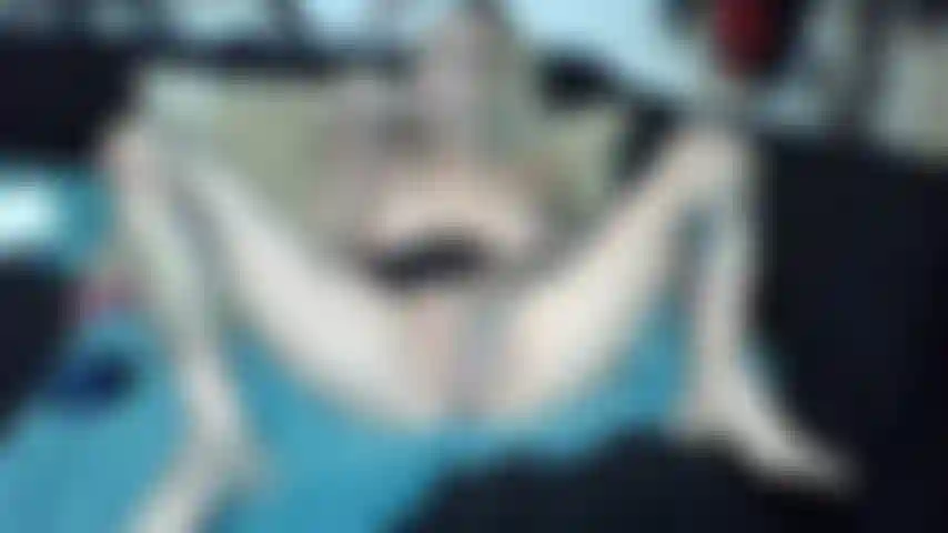 Joue avec la chatte.