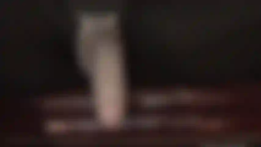 Un culte intense du gode-ceinture ; ma maîtresse sait que tu as hâte de faire plaisir à sa belle grosse bite dégoulinante de salive. Ta bouche de pute est grande ouverte pour recevoir le délicieux nectar de sa bite.