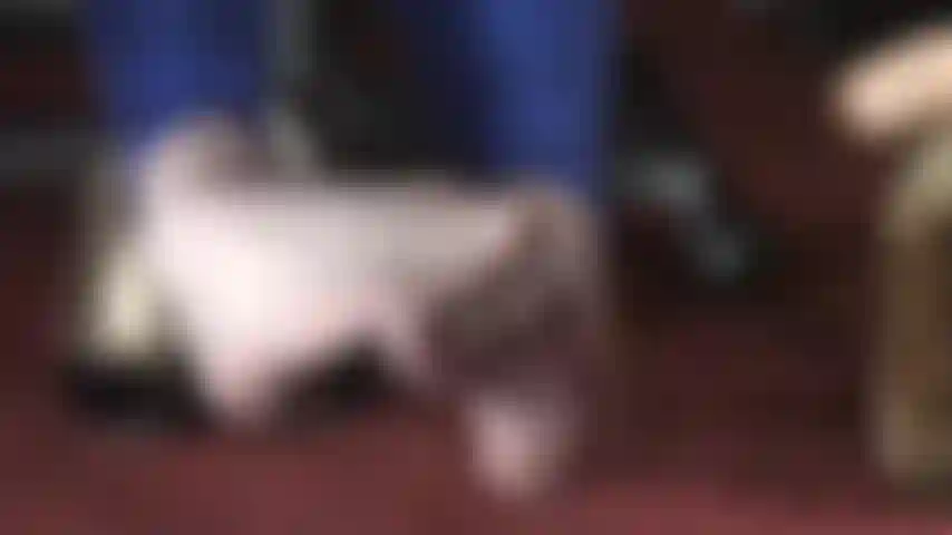 Mistress Vivian tempts her foot slut with toes wiggling in