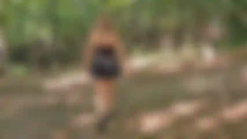 pov blowjob, handjob, facial in the forest