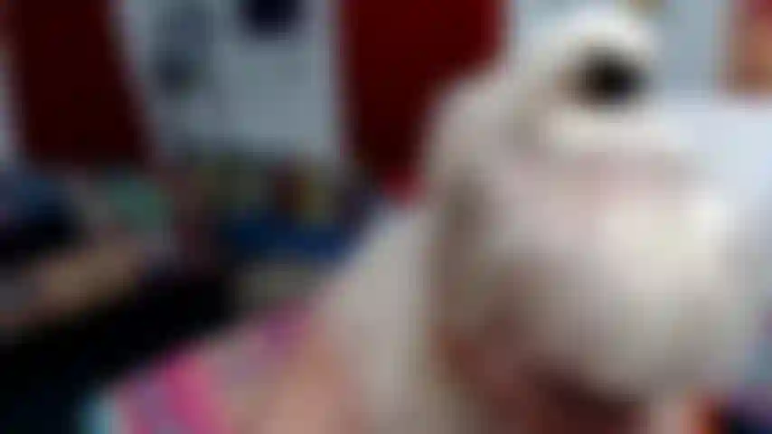 Je suis ta salope soumise---un bâillon boule rouge dans ma bouche pendant que je fais un sextitty avec un jouet blanc---à la fin je me mets debout avec les fesses vers la caméra pour que tu puisses jouir dessus.