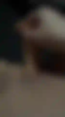 Une chatte plus un gode.