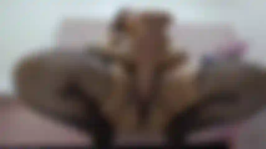 Une grosse chatte grasse !