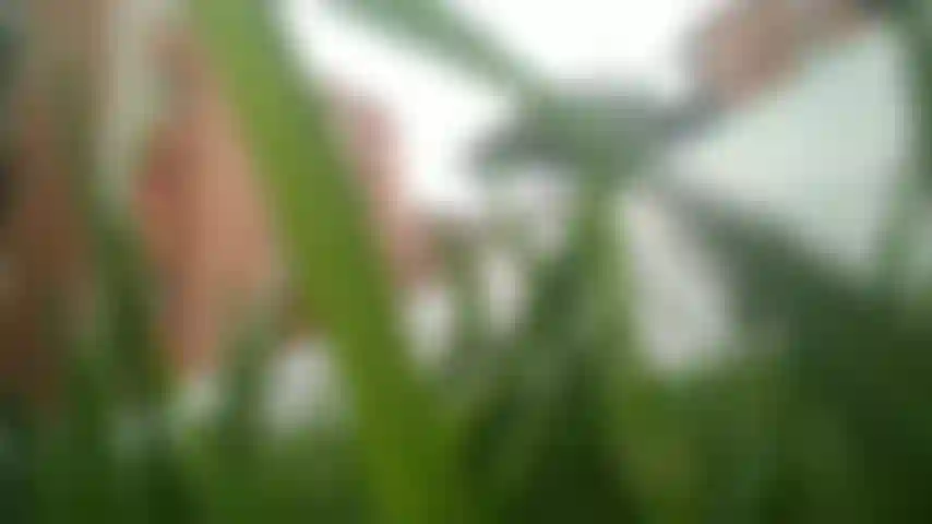 Macrophilie gigantisme fétichisme des pieds maîtresse mara.